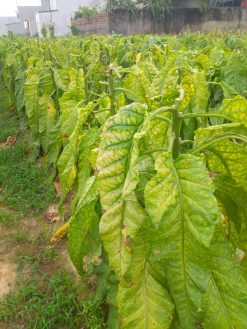 z3853995854586 83393306677491bf754323e039809c46