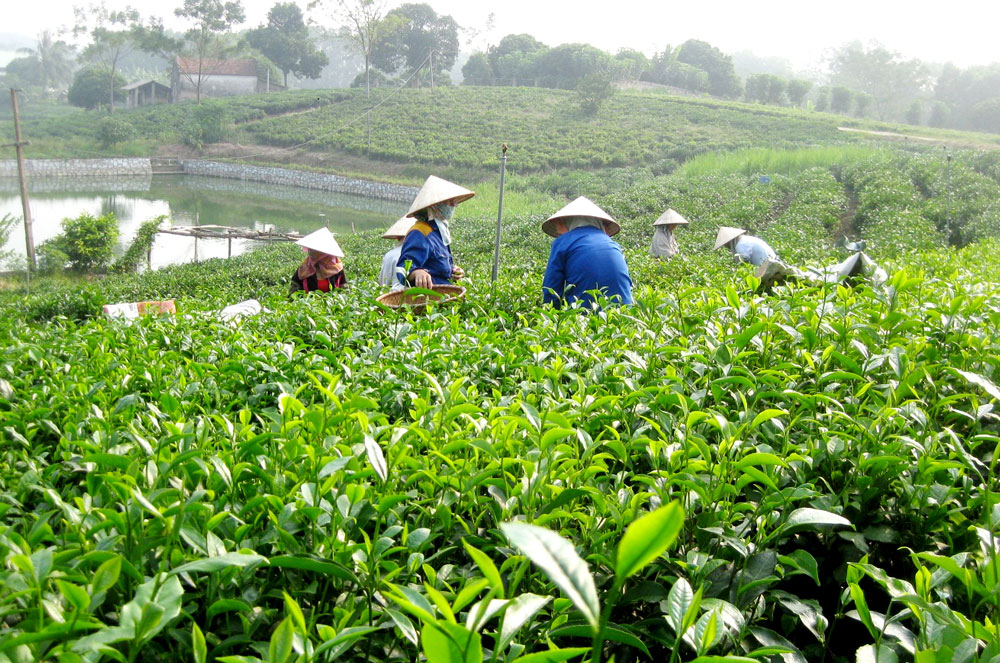 Trà Tân Cương Thái Nguyên