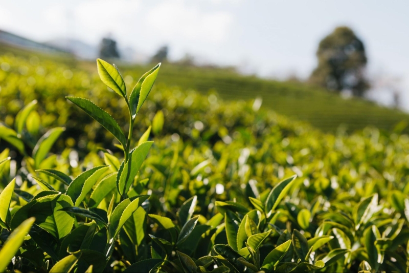 Trà Thái Nguyên là một trong những loại trà Bắc nổi tiếng nhất