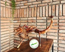 Dieu cay rong cuon D09 07