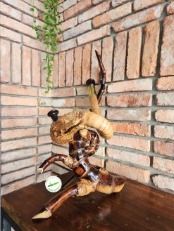 Bộ điếu cày Ngạc Ngư D11