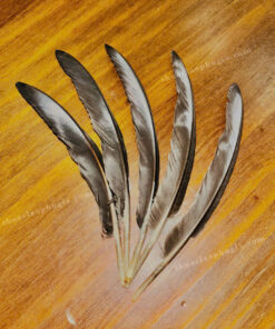 z7249626193307 19a7958426b06367638c64411290d527