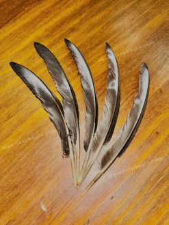 z7249626193307 19a7958426b06367638c64411290d527