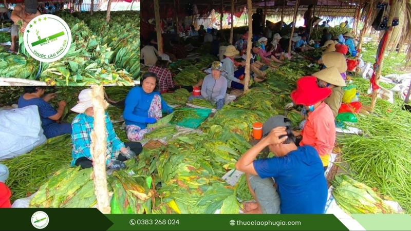 Hướng dẫn cách chế biến thuốc lào ngon: Quy trình làm thuốc lào Thanh Hóa có gì đặc biệt? 2 cách chế biến thuốc lào ngon