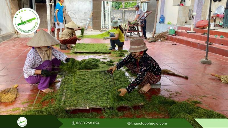 Hướng dẫn cách chế biến thuốc lào ngon: Quy trình làm thuốc lào Thanh Hóa có gì đặc biệt? 4 cách làm thuốc lào ngon