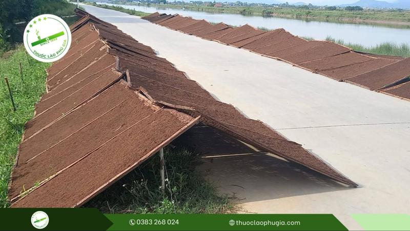 Hướng dẫn cách chế biến thuốc lào ngon: Quy trình làm thuốc lào Thanh Hóa có gì đặc biệt? 5 Phơi nắng và hứng sương